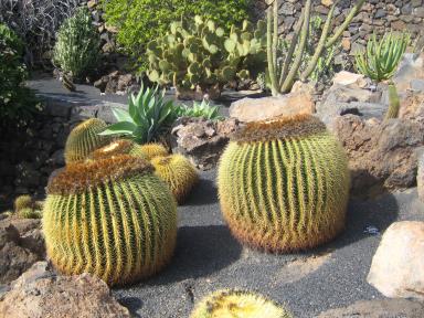 Jardín de Cactus